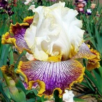 Iris Patchwork Puzzle