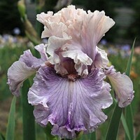 Iris Call Me Maybe
