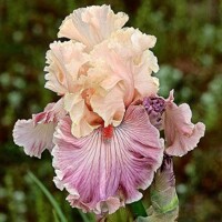 Iris Cross Me Heart