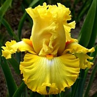 Iris Dance Till Dawn