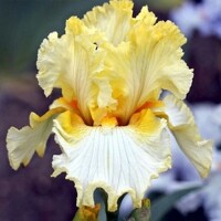 Iris Melody Of Spring