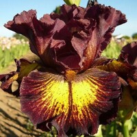 Iris High Octane