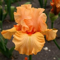 Iris Elegant Candy