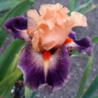 Iris Gypsy Clown