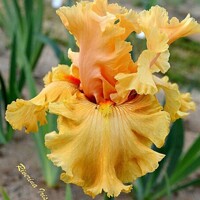 Iris Boyd