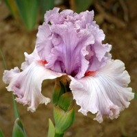 Iris Bubblicious
