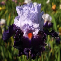 Iris Crew Dragon