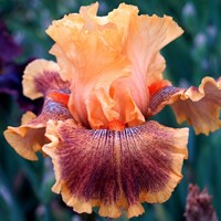 Iris Desrt Summer