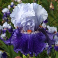 Iris Dusky Violet
