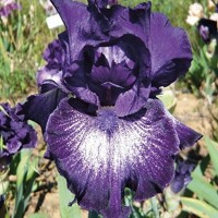 Iris Midninght Rain