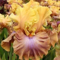 Iris Show Your Colours