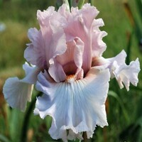 Iris Soft Curves