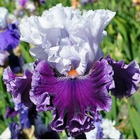 Iris Ten All Round