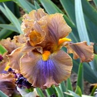 Iris Cow Patty