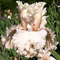 Iris Enjoyment