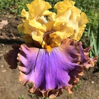 Iris Garden Pleasure