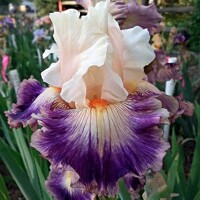Iris Pop Idol