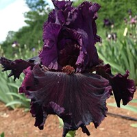 Iris Ruby Royal