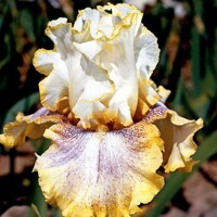 Iris Ring About Rosie