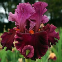 Iris Rarer Than Rubies