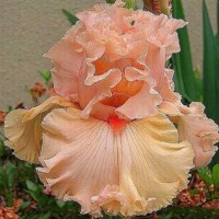 Iris irtgday Girl