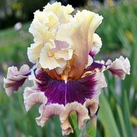 Iris Make Mine Magic