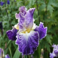 Iris Moonlight Waters