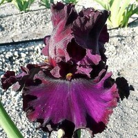 Iris Red Handed