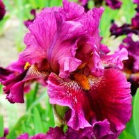 Iris Ruby Torch