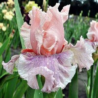 Iris Sweet Kisses