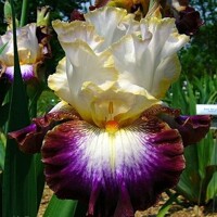 Iris Edge Of Heaven