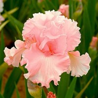Iris June Krausse
