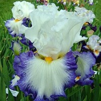Iris Revision