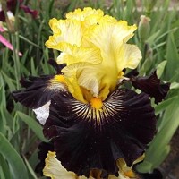Iris Reckless Abandon