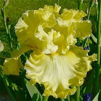 Iris Sunshine In
