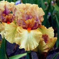 Iris Broome Sunset