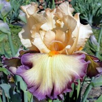 Iris Marching Band