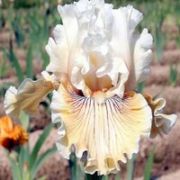 Iris Hello Darling