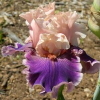 Iris Beauty Contest