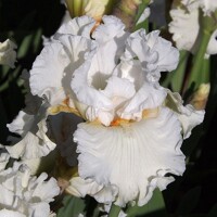 Iris Boston Cream