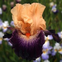 Iris Apachero