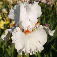 Iris Enamel Paint