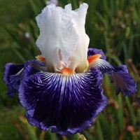 Iris Indigo Batic