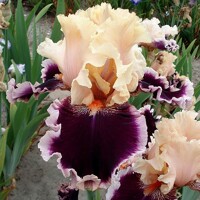 Iris Dazzle