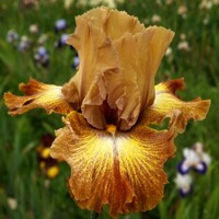 Iris Perfect Days