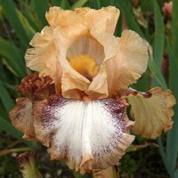 Iris Picture In Picture