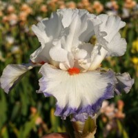 Iris Sound Of Diamond