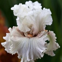 Iris Ghost Writer