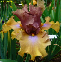 Iris Land Down Under