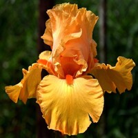 Iris Long Hot Summer
